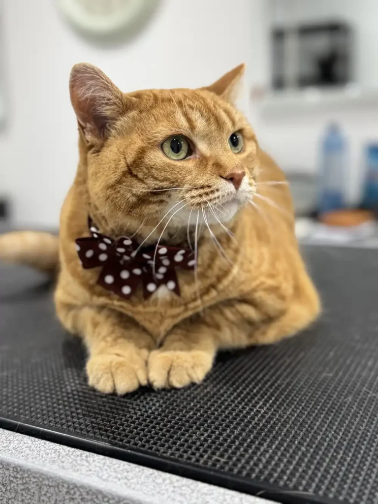 cat posing after groom