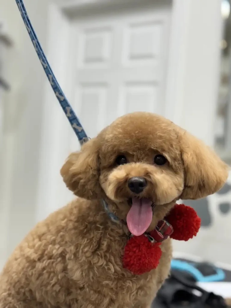 Toy poodle haircut style