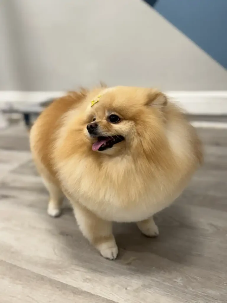 Pomeranian haircut