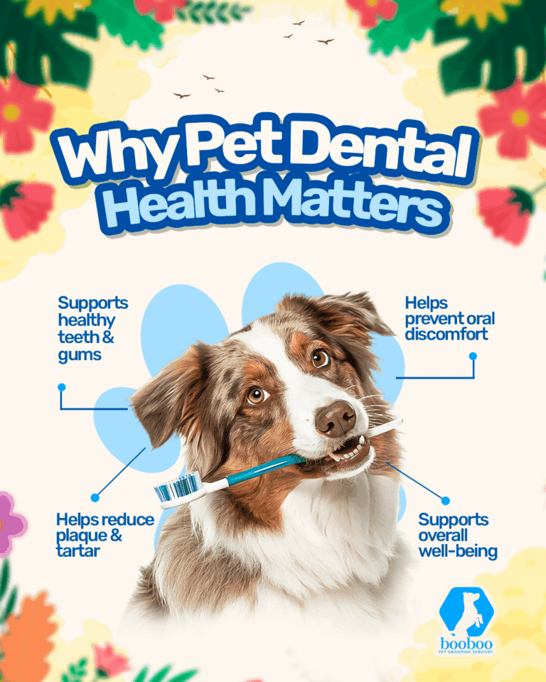 Why Pet Dental Health Matters