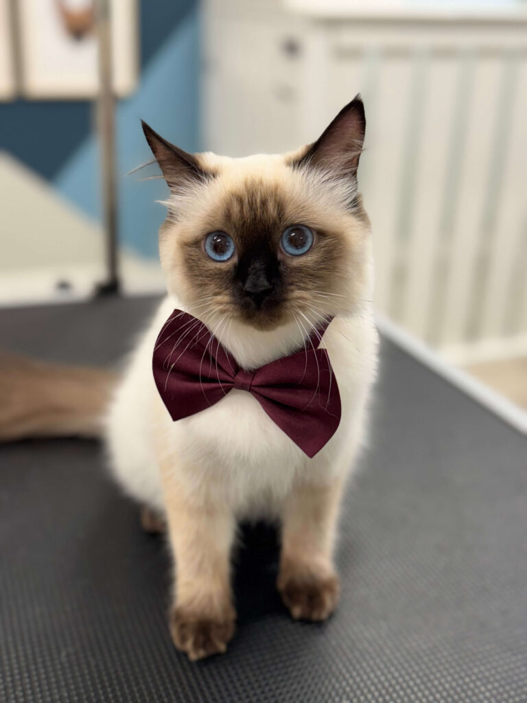 Cat Grooming Etobicoke