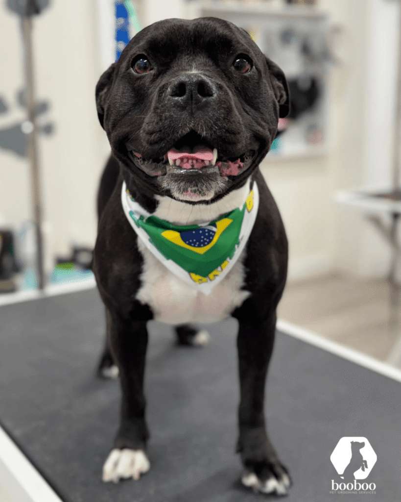 World Cup Toronto pet grooming