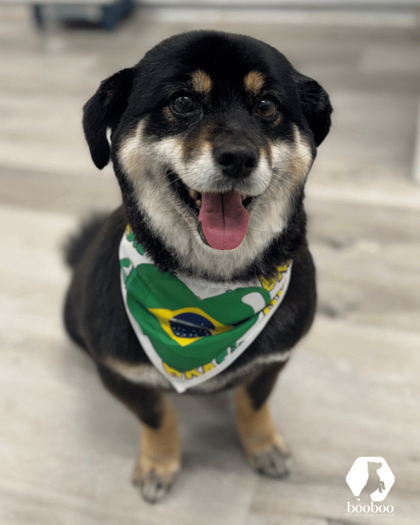 World Cup Toronto pet grooming