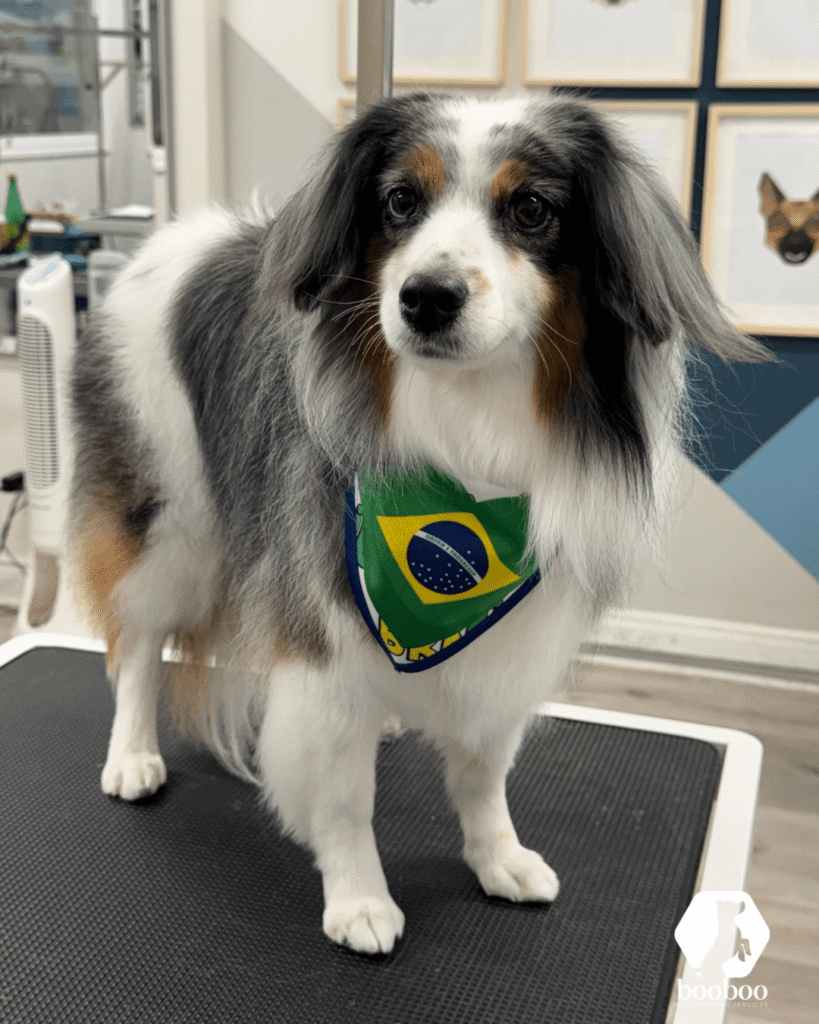 World Cup Toronto pet grooming
