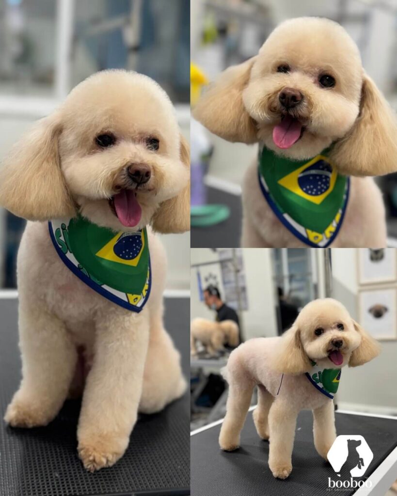 World Cup Toronto pet grooming