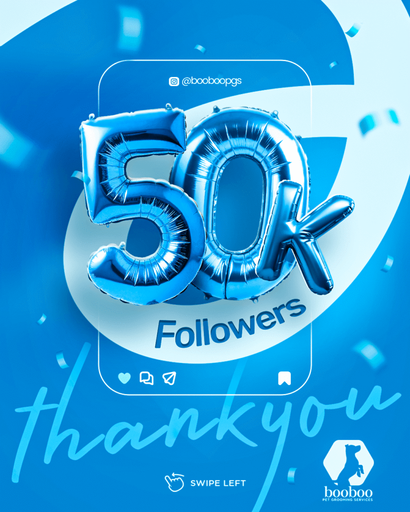50K followers on instagram booboo pet grooming toronto etobicoke