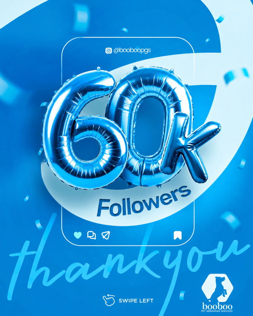 60k Followers on instagram BooBoo Pet grooming