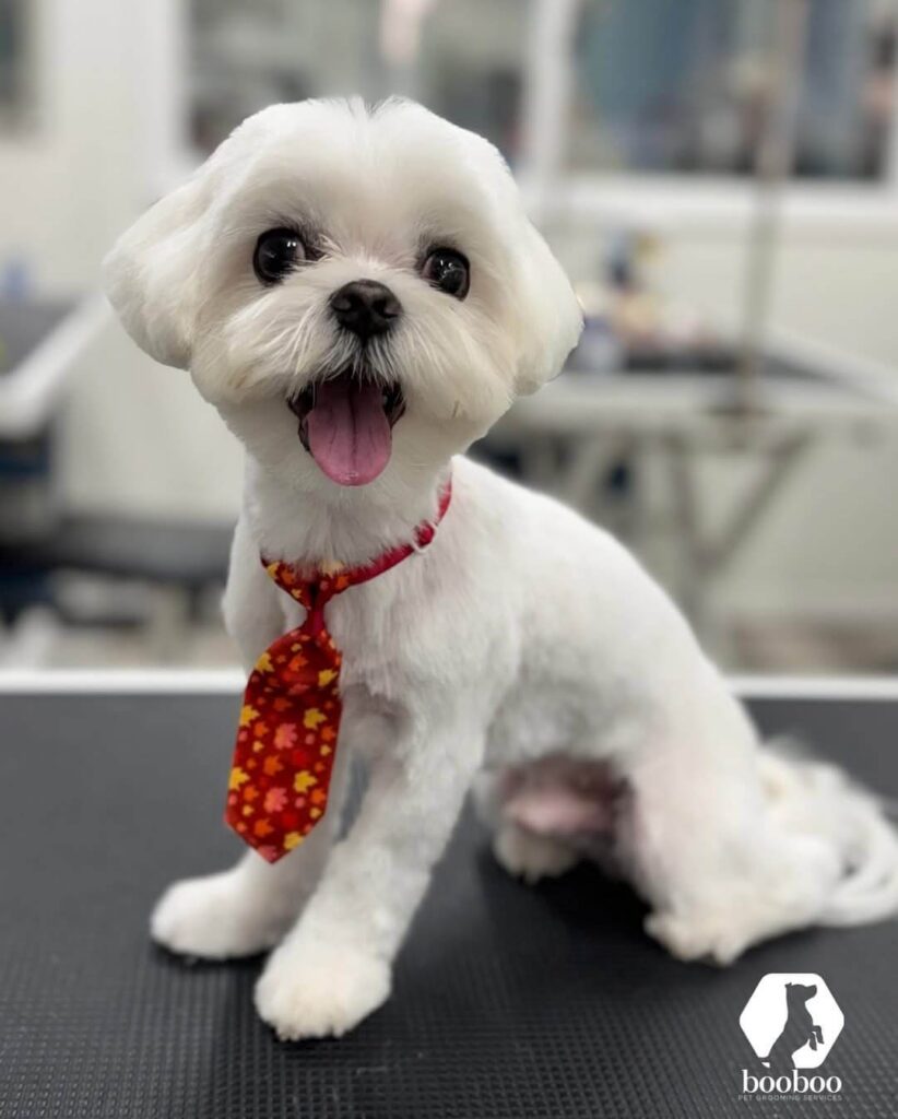 Maltese style haircut