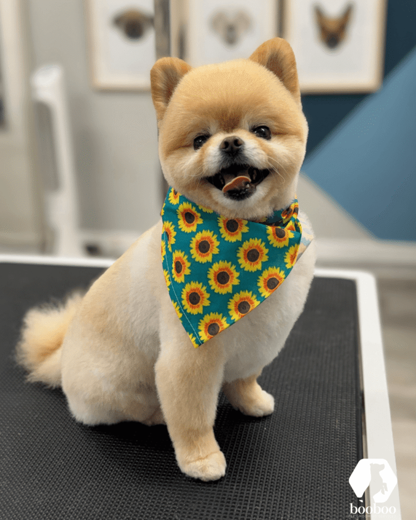 Autumn haircut booboo