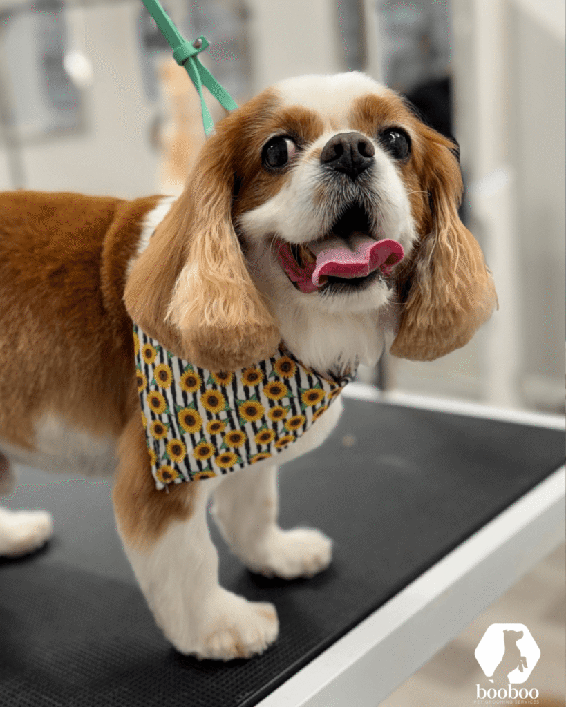 Autumn haircut booboo