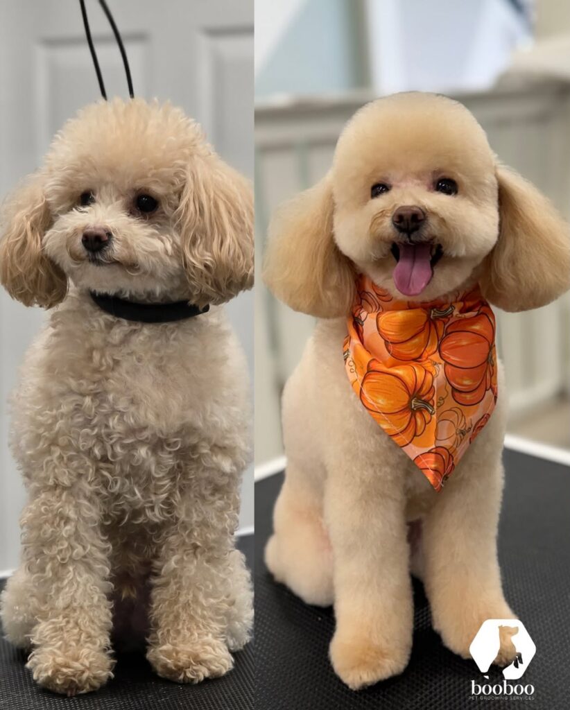 Autumn haircut booboo