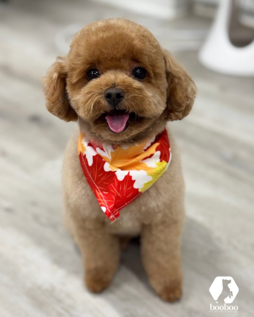 Autumn haircut booboo