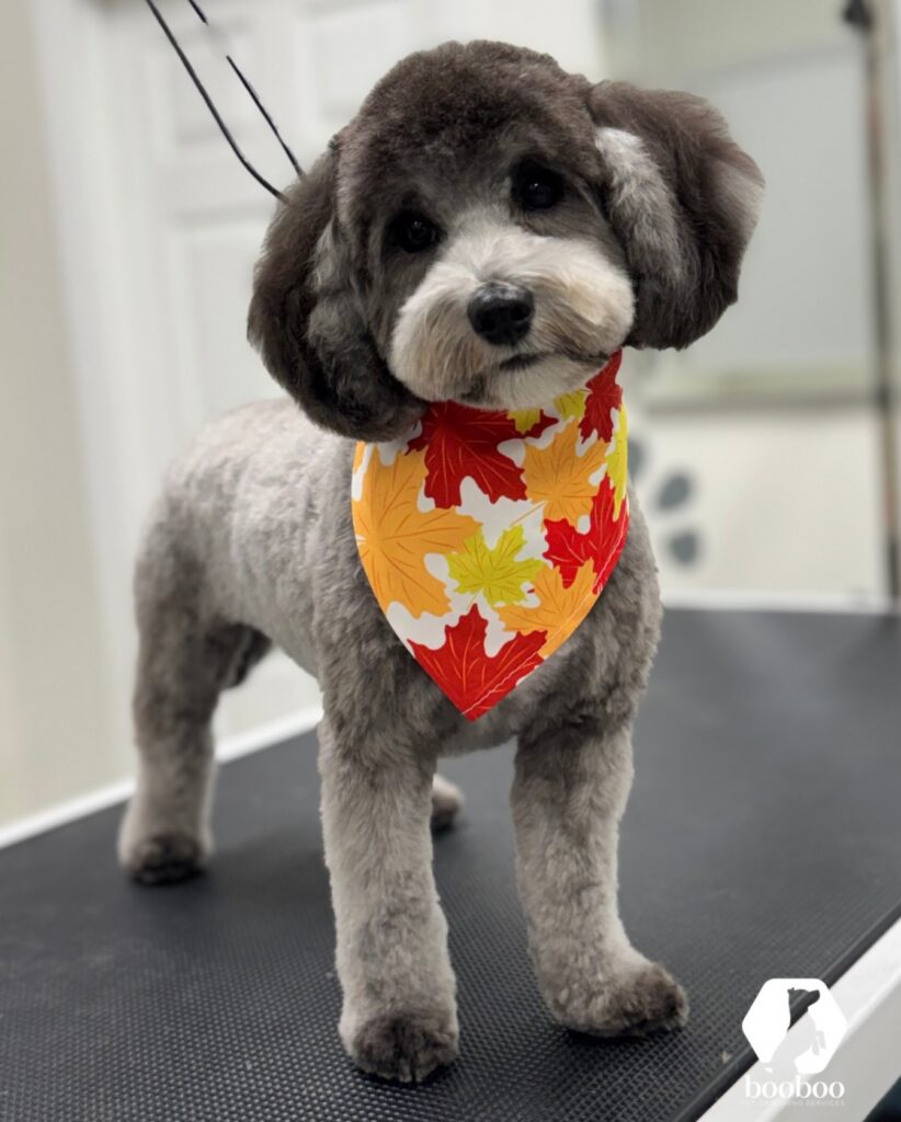 Autumn haircut booboo