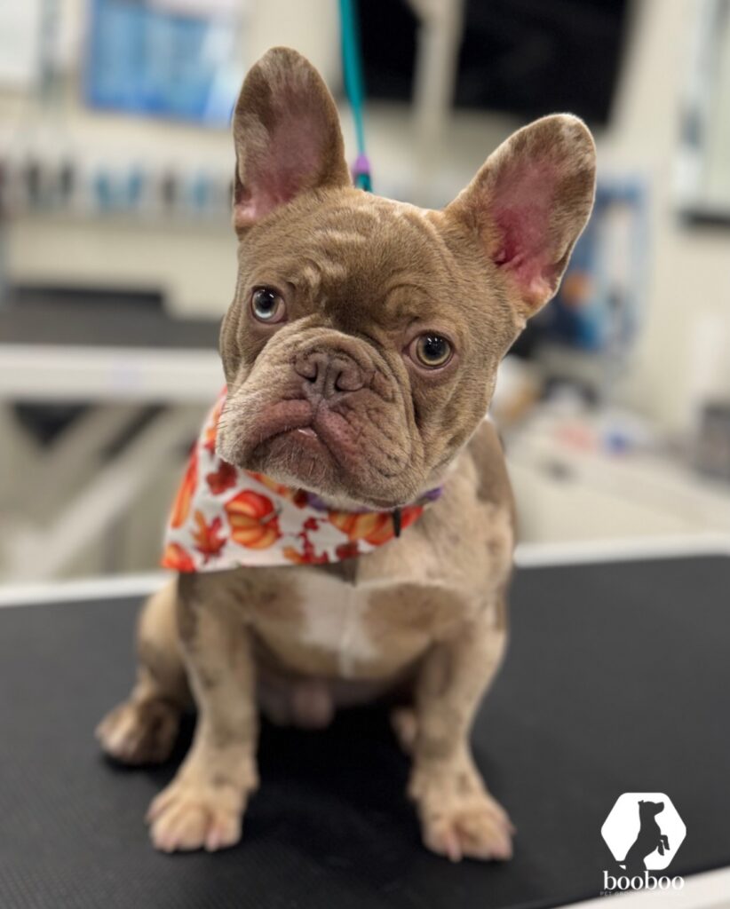Autumn haircut booboo