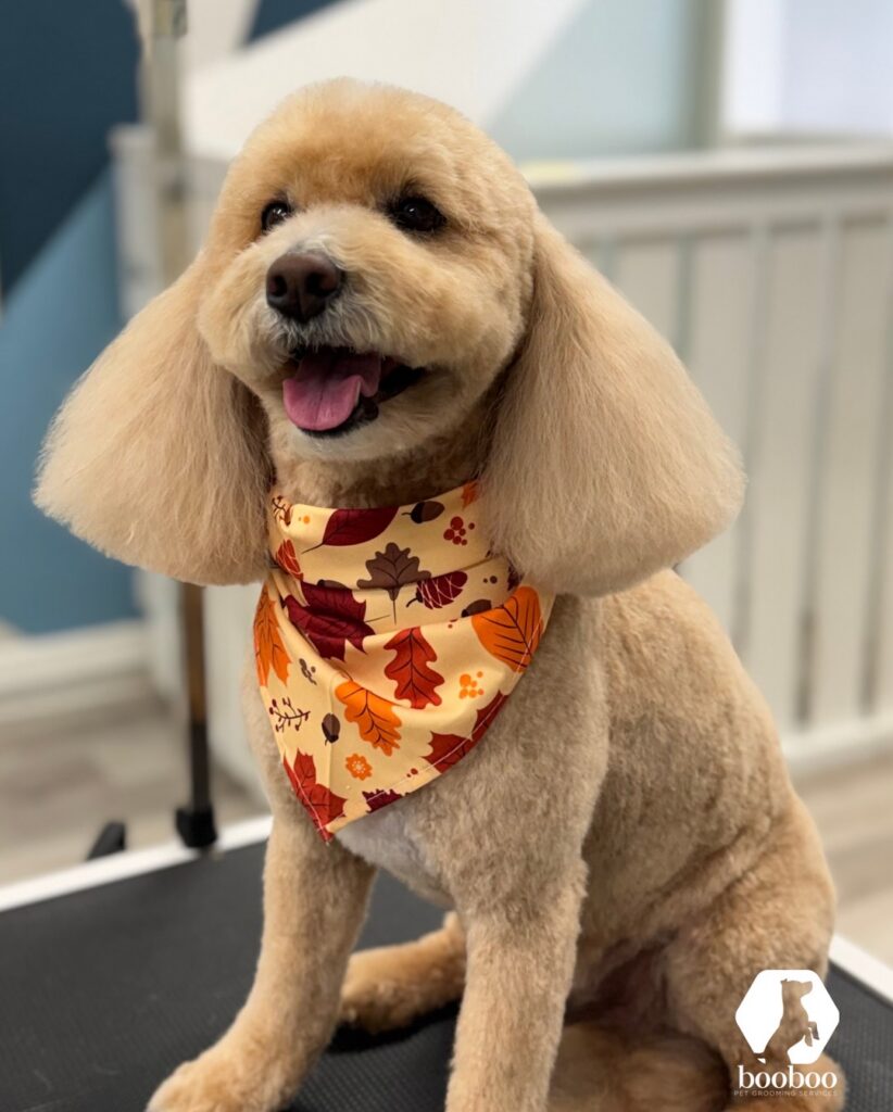 Autumn haircut booboo